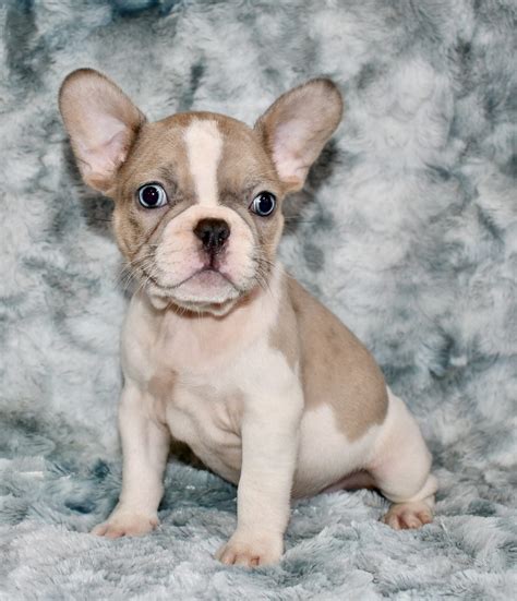 Chantal Santiago has been immersed in puppy love. . French bulldog san diego